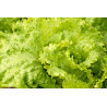 LETTUCE - AUSTRALIAN YELLOW, looseleaf type