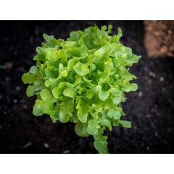 LETTUCE - GREEN OAKLEAF, organic