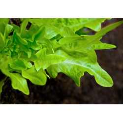 LETTUCE - GREEN OAKLEAF, organic