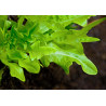 LETTUCE - GREEN OAKLEAF, organic