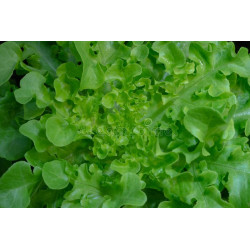 LETTUCE - GREEN OAKLEAF,...