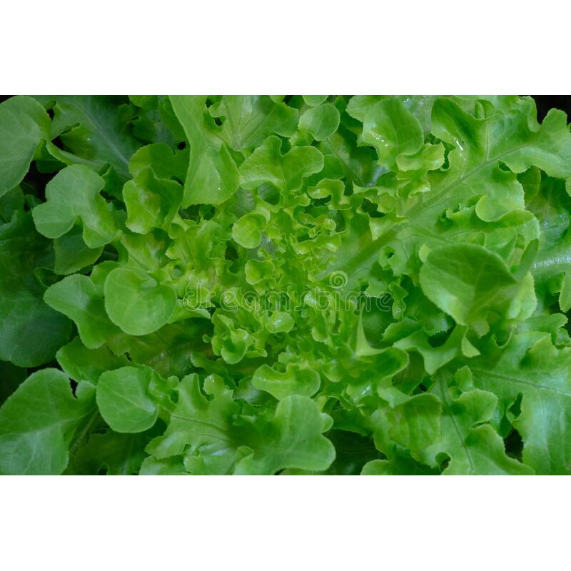 LETTUCE - GREEN OAKLEAF, organic