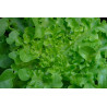 LETTUCE - GREEN OAKLEAF, organic