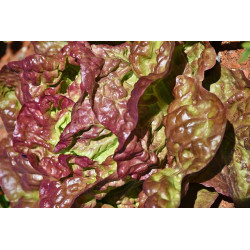 LETTUCE - MIGNONETTE BRONZE