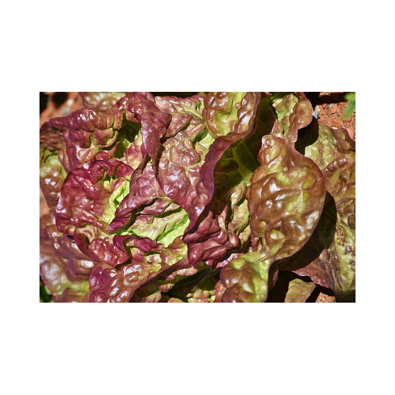 LETTUCE - MIGNONETTE BRONZE