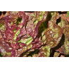 LETTUCE - MIGNONETTE BRONZE