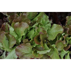 LETTUCE - MIGNONETTE BRONZE