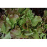 LETTUCE - MIGNONETTE BRONZE