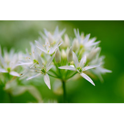 GARLIC -  WILD GARLIC