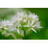 GARLIC -  WILD GARLIC