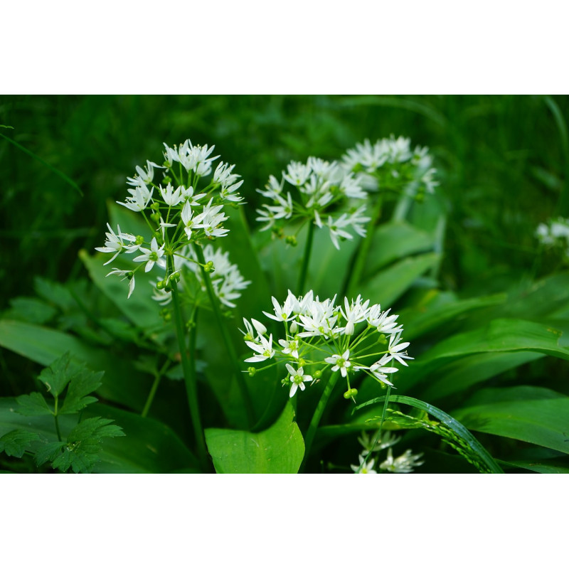 GARLIC -  WILD GARLIC