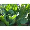 CABBAGE - PORTUGESE CABBAGE