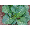 CABBAGE - PORTUGESE CABBAGE