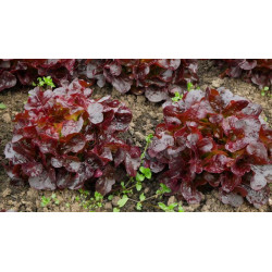 LETTUCE - RED OAKLEAF