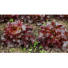 LETTUCE - RED OAKLEAF