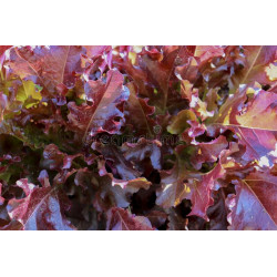 LETTUCE - RED OAKLEAF