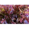 LETTUCE - RED OAKLEAF