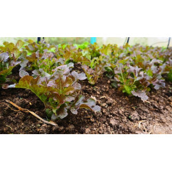 LETTUCE - RED SALAD BOWL