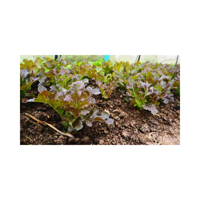 LETTUCE - RED SALAD BOWL