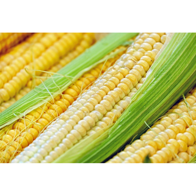 CORN - SWEETCORN - SUNGOLD