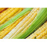 CORN - SWEETCORN - SUNGOLD