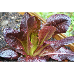 LETTUCE - ROMAINE RED