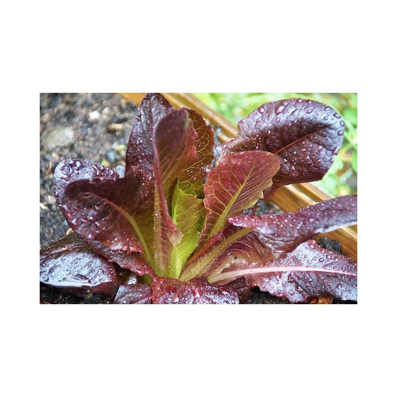 LETTUCE - ROMAINE RED