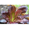 LETTUCE - ROMAINE RED