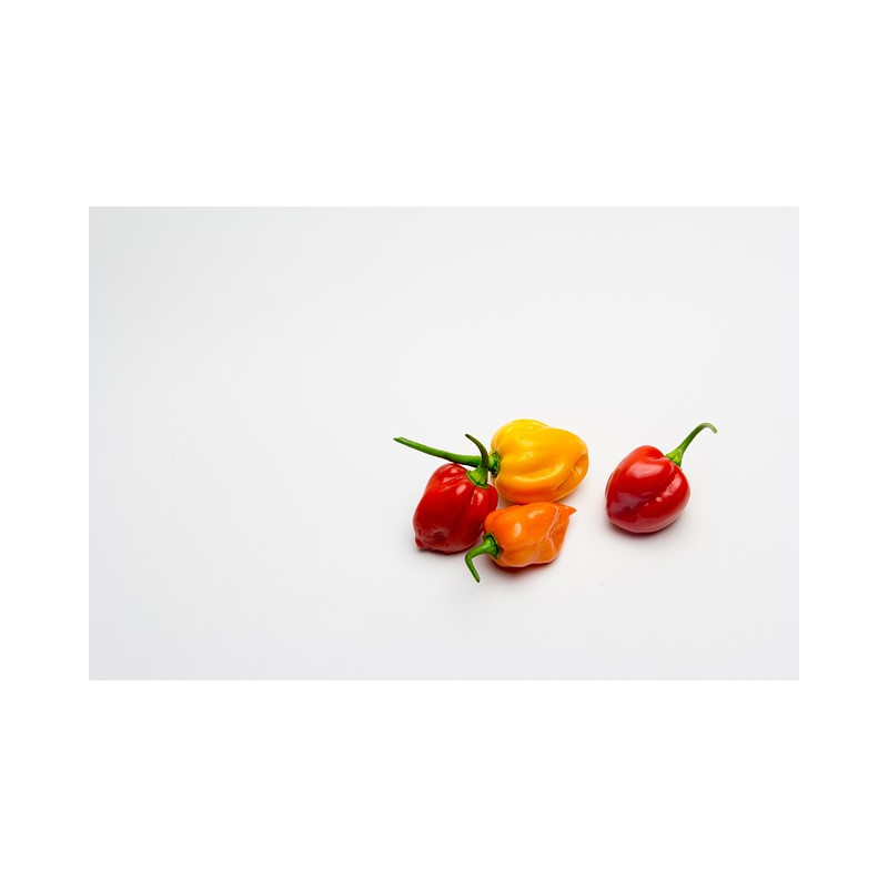 CHILI - HABANERO, MIXED COLOURS