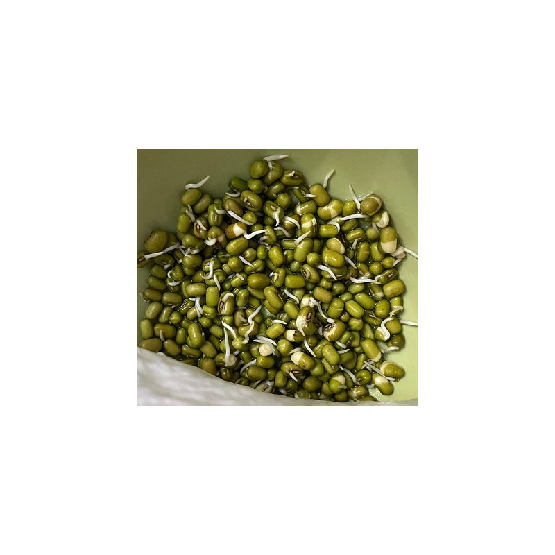 MUNG BEAN SEEDS FOR SPROUTING