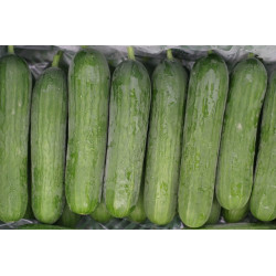 CUCUMBER - BEIT ALPHA