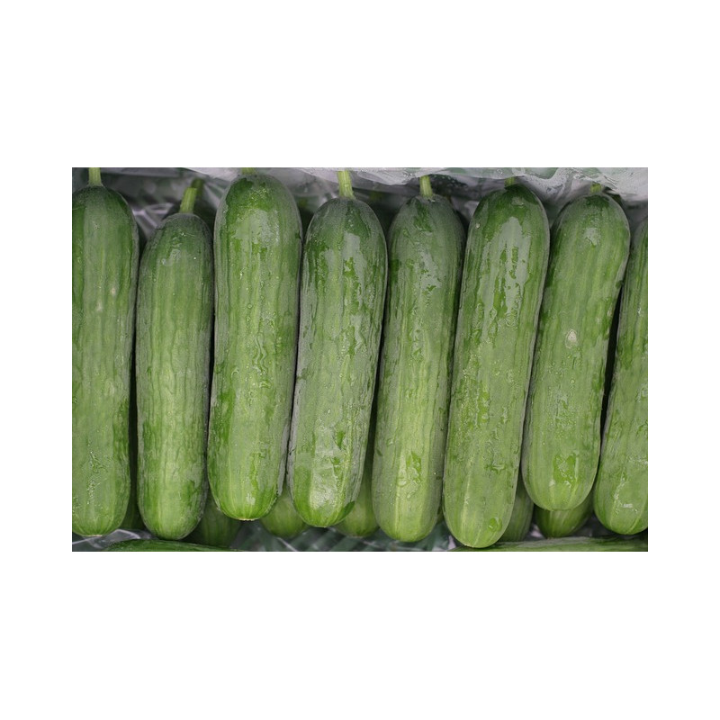 CUCUMBER - BEIT ALPHA