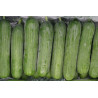 CUCUMBER - BEIT ALPHA