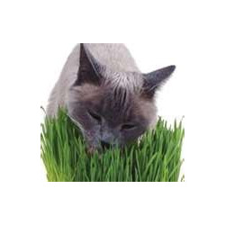 CAT GRASS