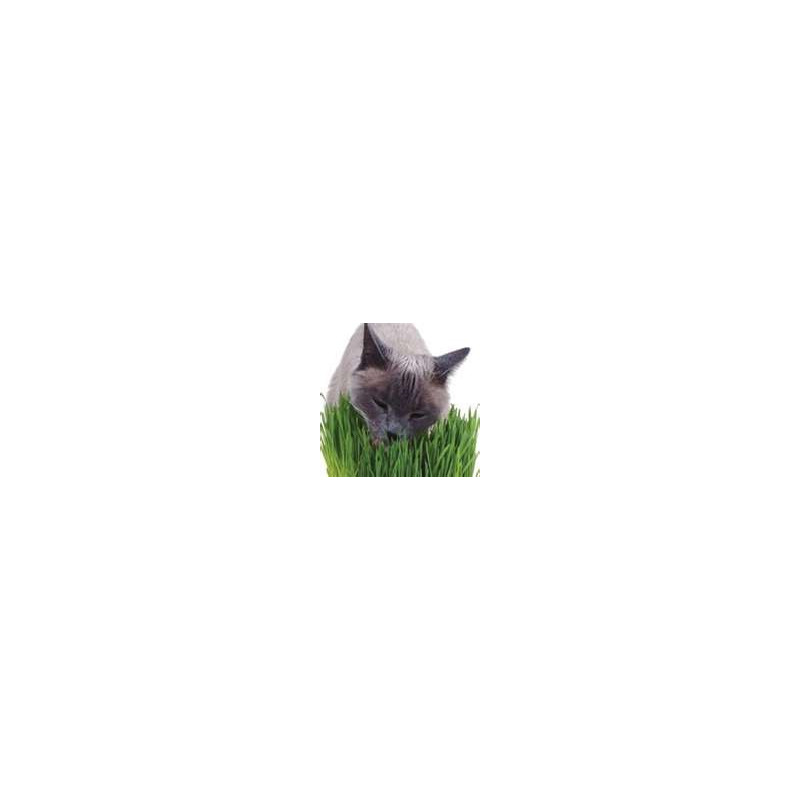 CAT GRASS