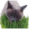 CAT GRASS