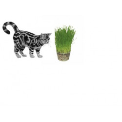 Dactylis glomerata - Cat grass