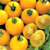 TOMATO-VINE-YELLOW PERFECTION