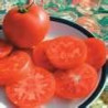 TOMATO - BUDIAH, bush