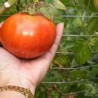 TOMATO - RED CLOUD, bush