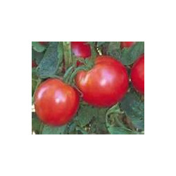 TOMATO-BUSH-URBANA