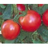 TOMATO-BUSH-URBANA