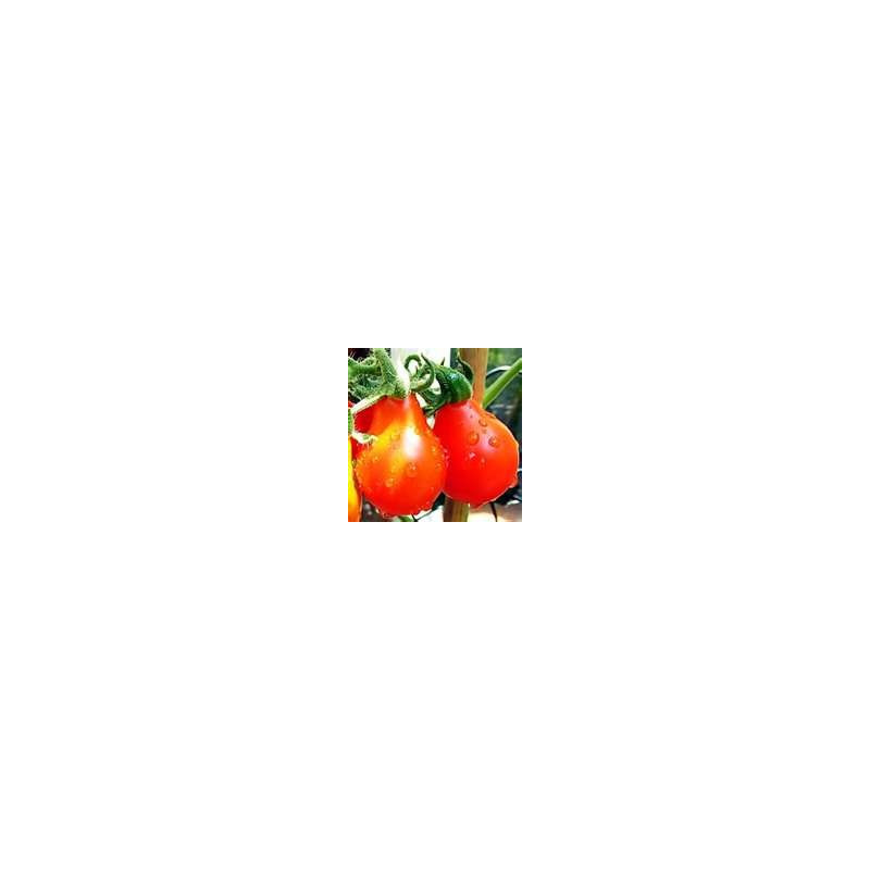 TOMATO - WALTER, bush