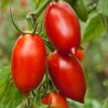 TOMATO - AMISH PASTE, vine.