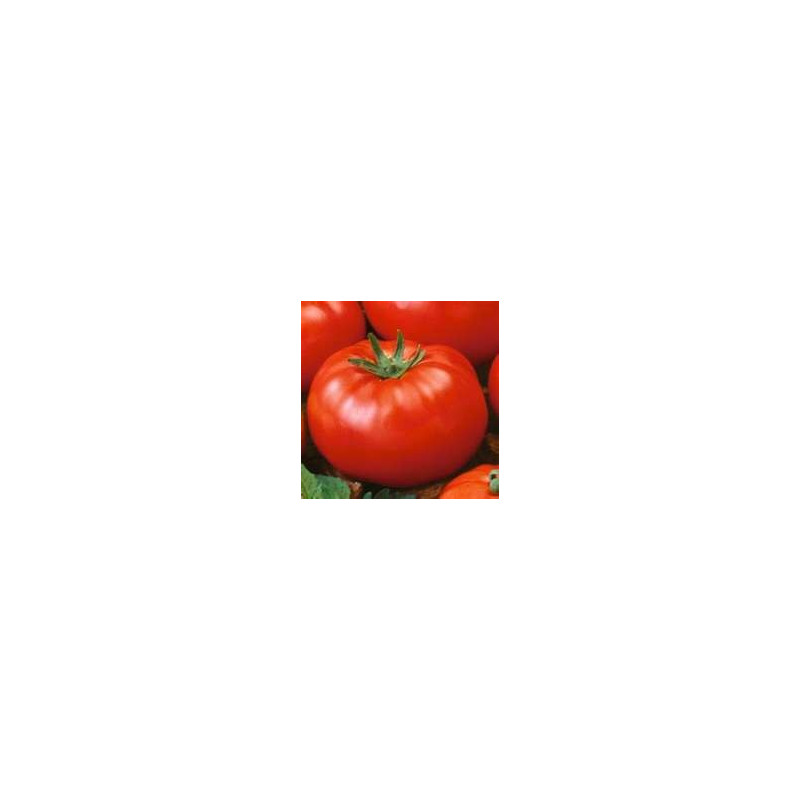 TOMATO - VINE - AUSSIE RED - ORGANIC