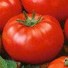 TOMATO - VINE - AUSSIE RED - ORGANIC