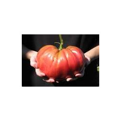 TOMATO - BRANDYWINE, RED, VINE