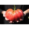 TOMATO - BRANDYWINE, RED, VINE