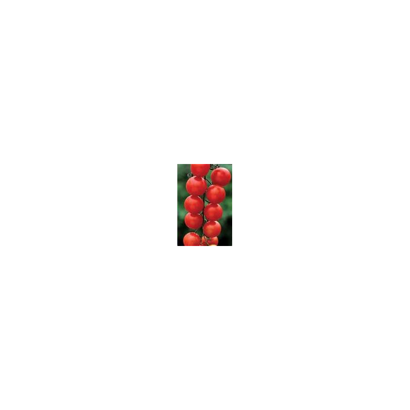 Tomato - Vine - Gardeners Delight - Organic Seed