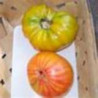 TOMATO - VINE - GERMAN GOLD